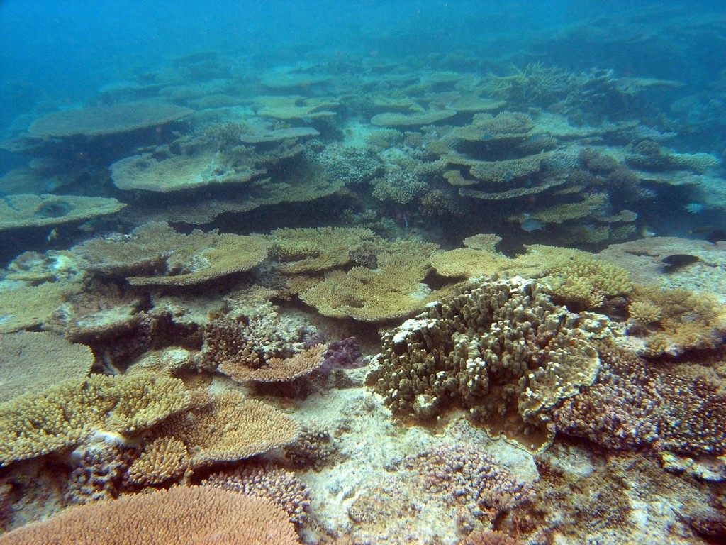 Diverse reef community. Oyster Island, Santo, Vanuatu. Photo courtesy of K-le Gomez. <br />
 <br />
 © ARC Centre of Excellence Coral Reef Studies http://www.coralcoe.org.au/